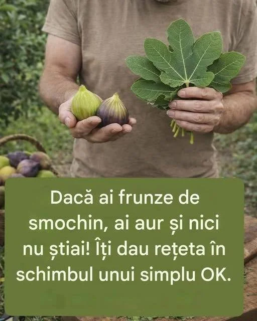 De multe ori, am descoperit neprețuitele daruri ale naturii, iar frunzele de smochin sunt cu adevărat aur în bucătărie. Aceste frunze, adesea ignorate, aduc o aromă subtilă și o textură unică preparatelor. Această rețetă cu frunze de smochin nu este doar delicioasă, ci și o modalitate fantastică de a valorifica ingrediente simple pe care le avem adesea la îndemână. În plus, este o metodă excelentă de a surprinde familia sau prietenii cu ceva neobișnuit și excepțional!