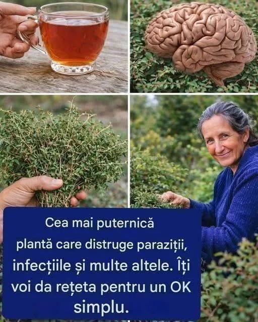Proprietățile medicinale ale cimbrului