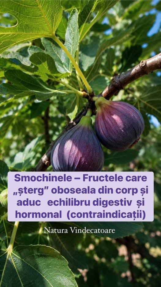 Beneficiile smochinelor – detaliate și susținute de cercetări