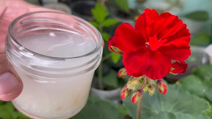 ngrijirea plantelor de interior poate fi o adevărată provocare, dar cu ajutorul unor soluții naturale, rezultatele pot fi spectaculoase. Un astfel de exemplu este fertilizantul pe bază de usturoi, care nu doar că hrănește florile, dar le și întărește imunitatea. În acest articol, vom explora rețeta simplă și eficientă pentru a obține un fertilizant natural, ideal în special pentru orhidee, dar potrivit pentru toate plantele de interior.