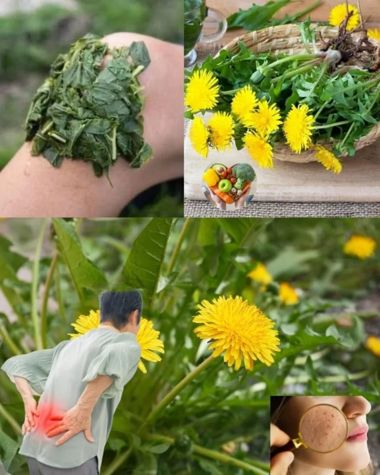 Păpădia: Una Dintre Plantele Versatile ale Naturii