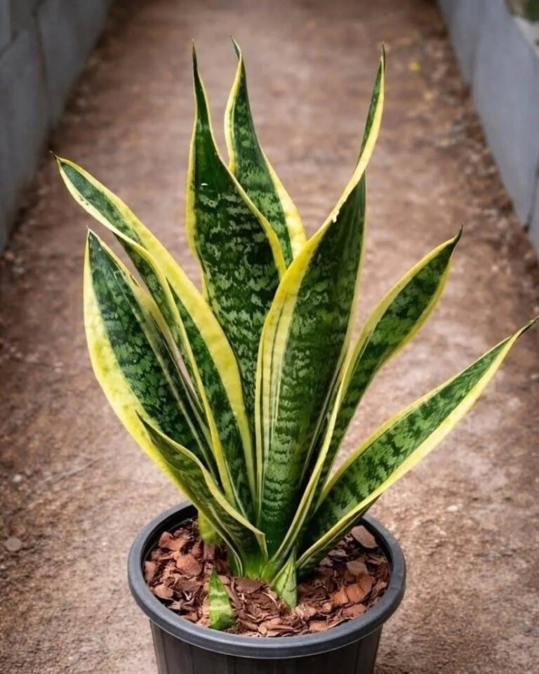 Dacă ai această plantă acasă, atunci ai… Vezi mai mult