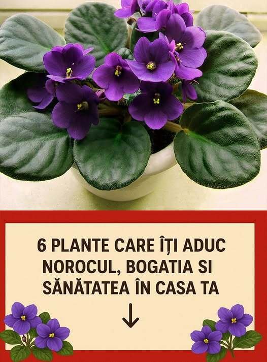 Îngrijirea muscatelor în luna mai: Tratamente esen?iale pentru o var? plin? de flori