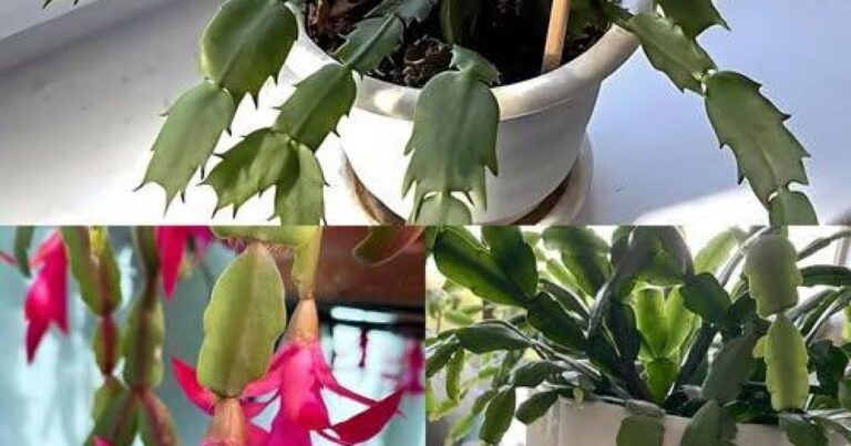 Îngrășământ natural pentru cactusul de Crăciun: cum să-l faci să înflorească abundent