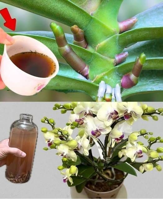 Ingrediente necesare pentru îngrijirea orhideelor