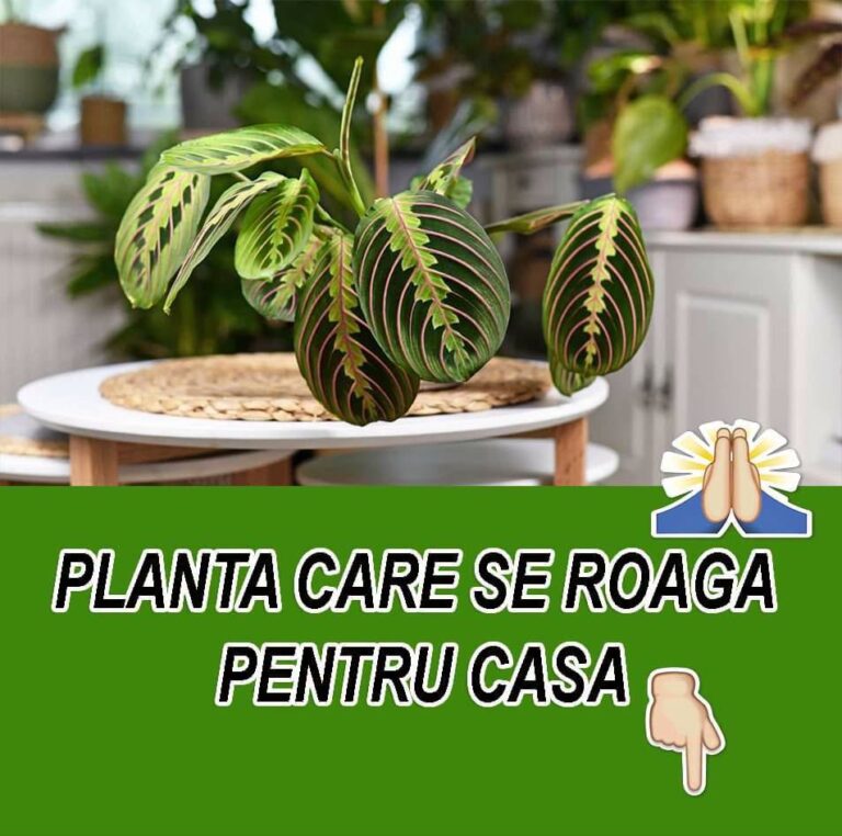 Ce Este Maranta leuconeura?