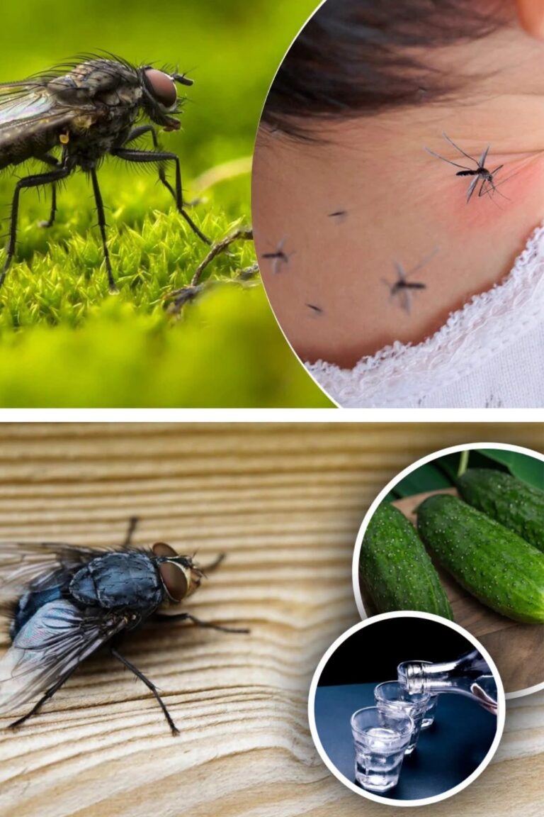Cum Să Alungi Muștele din Casă cu Lămâie și Cuișoare: O Soluție Naturală